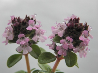 Thymus 'Doone Valley' (bontbladige kruiptijm)