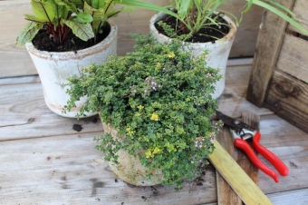 Thymus 'Doone Valley' (bontbladige kruiptijm)