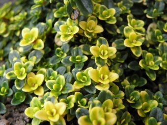 Thymus 'Doone Valley' (bontbladige kruiptijm)