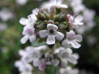 Thymus vulg. 'Compactus' (keukentijm)