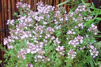 Thymus vulg. 'Compactus' (keukentijm)