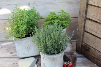 Thymus vulgaris 'Orange' (sinasappeltijm)