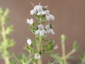 Thymus vulgaris 'Orange' (sinasappeltijm)