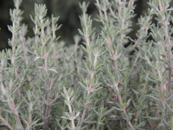 Thymus vulgaris 'Orange' (sinasappeltijm)