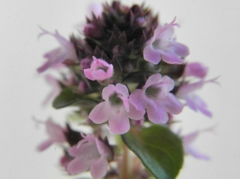 Thymus pulegioides 'Tabor' (oregano tijm)