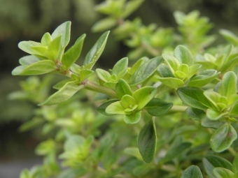 Thymus pulegioides 'Tabor' (oregano tijm)