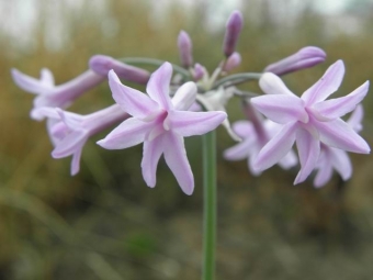 Tulbaghia violacea___ (Kaapse knoflook)