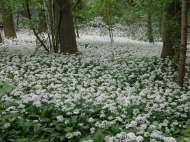 Allium ursinum________ (daslook)