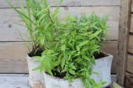 Aloysia triphylla (citroenverbena)