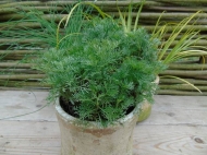 Artemisia abrotanum maritima (colakruid)