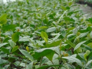 Camellia sinensis _____ (echte thee)