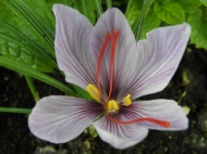 Crocus sativus_________ (saffraan)