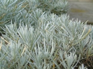 Helichrysum italicum (kerrie)