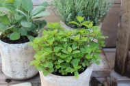 Mentha gracilis 'Ginger' (gembermunt)