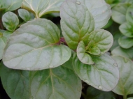 Mentha piperita 'Orange' (sinaasappelmunt)