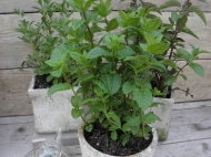 Mentha spicata 'Maroccan' (Marokkaanse munt)