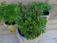 Mentha spicata 'Spearmint'  (Groene munt)