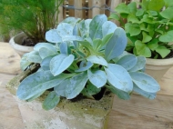 Mertensia maritima (oesterblad)