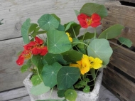 Tropaeolum majus____ (Oost-Indische kers)